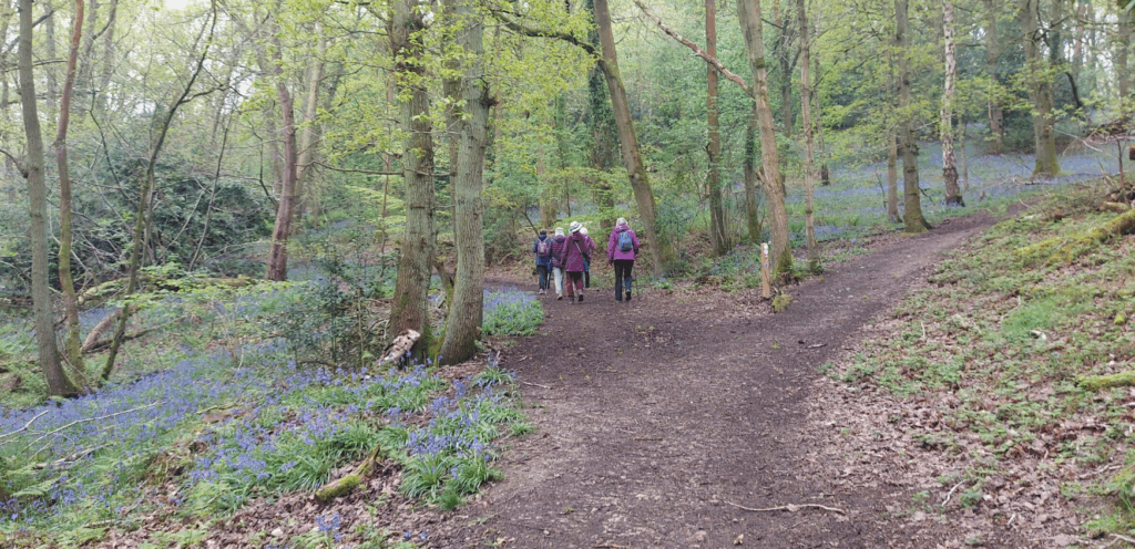 Members of Short Walks Group in the Woods