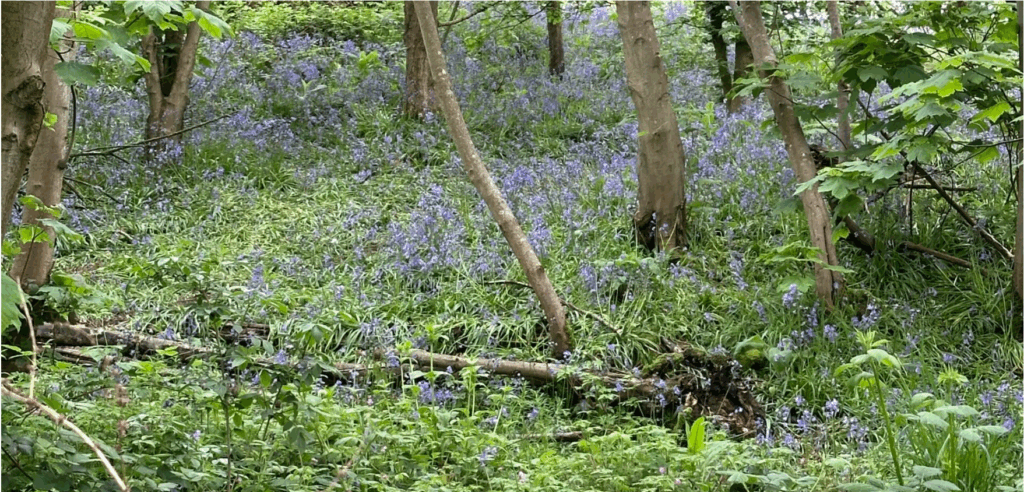 Bluebells in the woods