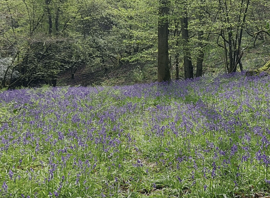 Bluebells in the Woods