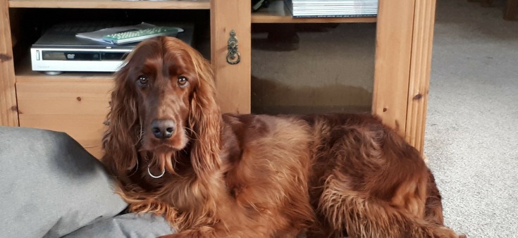 Bracken the Irish Setter