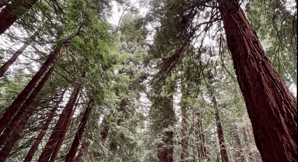 Redwoods