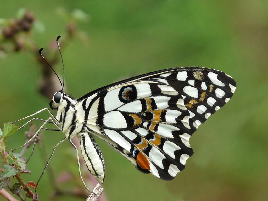 A Butterfly