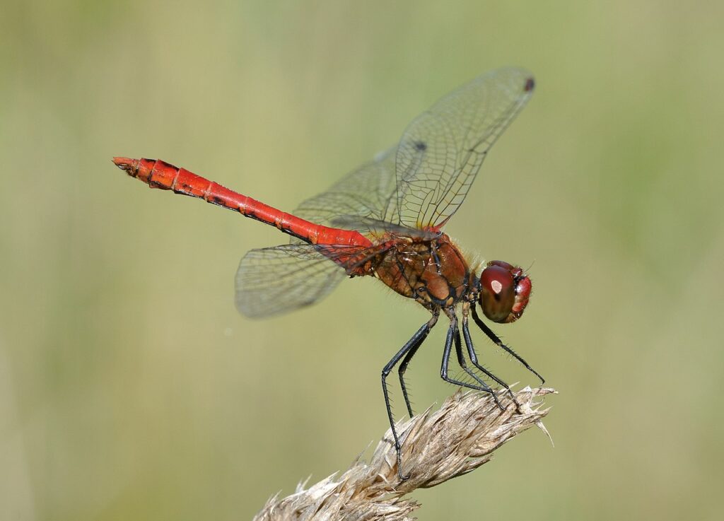 Red Dragonfly