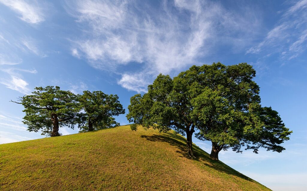 Trees on a hill