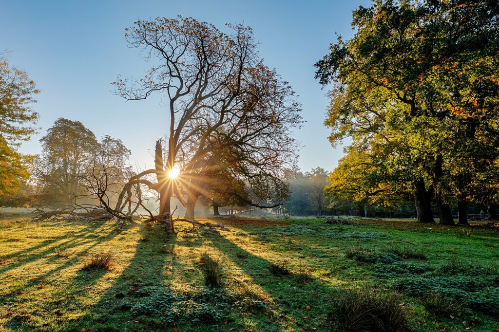 The sun shining through a tree