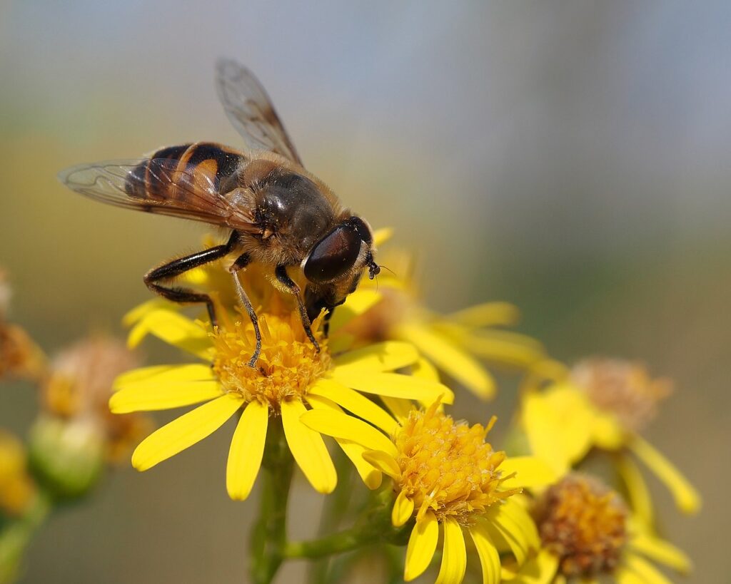 A bee on a flower